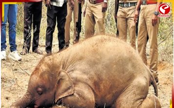 মর্মান্তিক! বোমাকে বুনো ফল ভেবে খেয়ে মৃত্যু হস্তিশাবকের