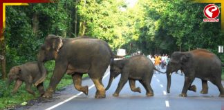 হাতির হানায় মৃত্যু বৃদ্ধার! চাঞ্চল্য পশ্চিম মেদিনীপুরে
