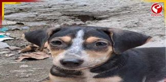 উত্তরপ্রদেশে শুরু ‘স্ট্রে ডগ কন্ট্রোল মিশন’ !