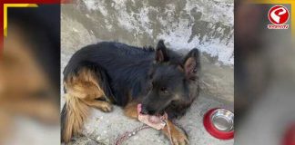 পায়ে গুলি খেয়েও থামেনি! সেনা কুকুর ‘টাইসন’-এর দেখানো পথেই কিশ্তওয়ারে খতম ৩ জঙ্গি