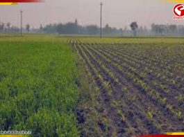 চলতি মাস থেকেই বাড়বে তাপমাত্রা, বৃষ্টি কম হবে, মাথায় হাত কৃষকদের