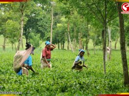 বাজেট মন জিততে পারল না উত্তরের চা শ্রমিকদের, পাওনা শুধুই হতাশা