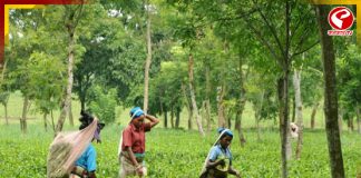 বাজেট মন জিততে পারল না উত্তরের চা শ্রমিকদের, পাওনা শুধুই হতাশা