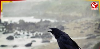 মৃত্যুর কবলে শয়ে শয়ে কাক! চাঞ্চল্য চেন্নাইয়ে