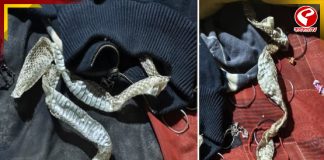 অবশেষে উত্তরপ্রদেশে সমাধান হল ‘নাগিন’ রহস্যের!