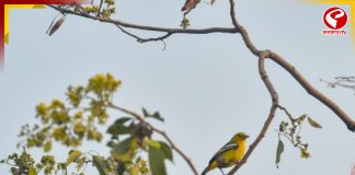 অকাল বৃষ্টিতে নেমেছে তাপমাত্রা, দীর্ঘস্থায়ী হবে বসন্তের আমেজ?