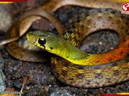 ভারতে প্রথম, খোঁজ মিলল ‘ছদ্মবেশী’ সাপের! কেন এই সাপ বিরল? জানলে শিউরে উঠবেন