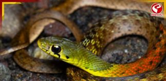 ভারতে প্রথম, খোঁজ মিলল ‘ছদ্মবেশী’ সাপের! কেন এই সাপ বিরল? জানলে শিউরে উঠবেন