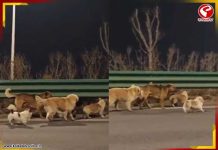 ১৭ কিমি পেরিয়ে ‘ঘরে ফেরা’, আহত সঙ্গীকে ঘিরে এগোল ৭ কুকুর