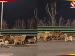 ১৭ কিমি পেরিয়ে ‘ঘরে ফেরা’, আহত সঙ্গীকে ঘিরে এগোল ৭ কুকুর