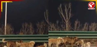 ১৭ কিমি পেরিয়ে ‘ঘরে ফেরা’, আহত সঙ্গীকে ঘিরে এগোল ৭ কুকুর