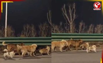 ১৭ কিমি পেরিয়ে ‘ঘরে ফেরা’, আহত সঙ্গীকে ঘিরে এগোল ৭ কুকুর