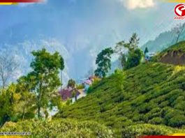 গরমের ছুটিতে আসুন দার্জিলিংয়ের এই ছোট্ট গ্রামে, পাখির ডাকে আপনার ঘুম ভাঙবে