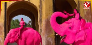 হাতির গায়ে গোলাপি রং মাখিয়ে ফটো শুট জয়পুরে! ইনফ্লুয়েন্সারকে ধিক্কার পশুপ্রেমীদের