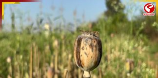 জমিতে আফিমের চাষ! গ্রেফতার বিজেপি নেতা