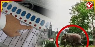 ‘ভোট ঠিকঠাক হচ্ছে তো!’ বুথে এসে তদারকি দাঁতাল হাতির, দেখুন ছবি