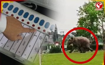 ‘ভোট ঠিকঠাক হচ্ছে তো!’ বুথে এসে তদারকি দাঁতাল হাতির, দেখুন ছবি