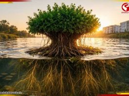 পৃথিবীতেই রয়েছে প্লাস্টিক-খেকো গাছ! পরিবেশ বাঁচাতে সস্তার উপায় আবিষ্কার বিজ্ঞানীদের