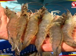 চিংড়িতে ভাইরাস! সংক্রমণে দৃষ্টিশক্তি হারানোর আশঙ্কা?