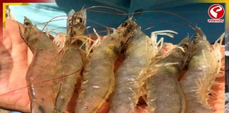 চিংড়িতে ভাইরাস! সংক্রমণে দৃষ্টিশক্তি হারানোর আশঙ্কা?