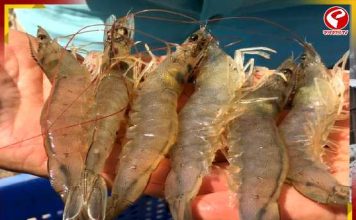 চিংড়িতে ভাইরাস! সংক্রমণে দৃষ্টিশক্তি হারানোর আশঙ্কা?