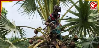 ভোটের ‘ড্রাই ডে’তে তালরসে ভরসা! আউশগ্রামে সুরাপ্রেমীদের নতুন ঠিকানা তালগাছতলায়