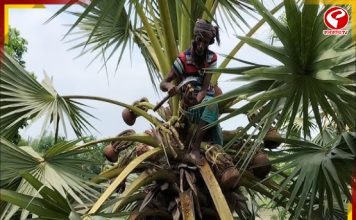 ভোটের ‘ড্রাই ডে’তে তালরসে ভরসা! আউশগ্রামে সুরাপ্রেমীদের নতুন ঠিকানা তালগাছতলায়