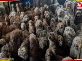 ঘরে গাদাগাদি করে রাখা ২৫০ কুকুর! উদ্ধার করল ব্রিটেনের সংস্থা