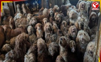 ঘরে গাদাগাদি করে রাখা ২৫০ কুকুর! উদ্ধার করল ব্রিটেনের সংস্থা