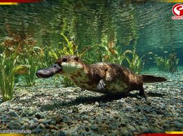 স্তন্যপায়ী প্রাণী, অথচ ডিম পাড়ে! এই প্রাণীর শরীরে লুকিয়ে অনেক রহস্য