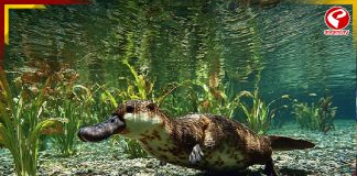 স্তন্যপায়ী প্রাণী, অথচ ডিম পাড়ে! এই প্রাণীর শরীরে লুকিয়ে অনেক রহস্য