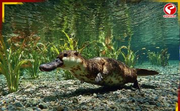 স্তন্যপায়ী প্রাণী, অথচ ডিম পাড়ে! এই প্রাণীর শরীরে লুকিয়ে অনেক রহস্য