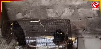 এবার শালিকের মুখে “জয় বাংলা” স্লোগান! চাঞ্চল্য পাথরপ্রতিমায়