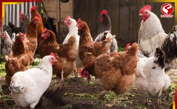 বিয়ের আনন্দে ডিজের দাপট! মৃত্যু ১৪০টি মুরগির