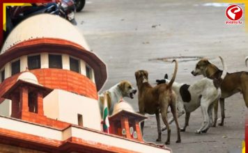 ‘এদের বাড়বাড়ন্ত উপেক্ষা করা যায় না…’, পথকুকুরদের মামলায় একাধিক নির্দেশ শীর্ষ আদালতের