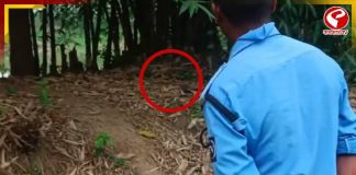 বাঁশঝাড়ে থরে থরে সাজানো এসব কী! হুলুস্থুল পড়ল এলাকায়, ডাক পড়ল বম্ব স্কোয়াডের