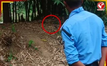বাঁশঝাড়ে থরে থরে সাজানো এসব কী! হুলুস্থুল পড়ল এলাকায়, ডাক পড়ল বম্ব স্কোয়াডের