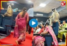সরকারি ওয়ার্কশপে বাঁদরের বাঁদরামি! ভিডিও দেখলে হেসে গড়াগড়ি খাবেন আপনিও