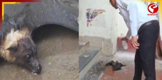 তপ্ত গরমে অজ্ঞান বাদুড়, জল খাইয়ে ‘প্রাণ’ ফেরালেন উকিলেরা! ভাইরাল ভিডিও