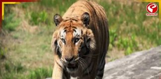 ১২ দিনের লড়াই শেষে মৃত্যু ১৬ বছরের বাঘ ‘সুন্দর’-এর, একই কেন্দ্রে পরপর দুই বাঘের মৃত্যুতে উদ্বেগ