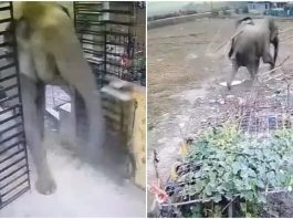 লাইনে হাতি, তার পর বাইসন! চালকের তৎপরতায় ডুয়ার্সে রক্ষা বন্যপ্রাণের প্রাণ