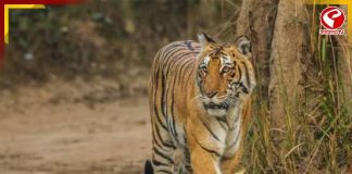 দীর্ঘ অপেক্ষার অবসান, বক্সার জঙ্গলে এসে পৌঁছল বাঘিনী