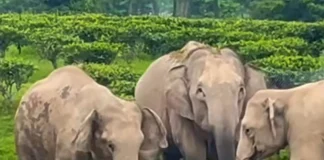 ঝড়বৃষ্টির পর মাঠে পড়ে ৩ হাতির দেহ! ছিঁড়ে পড়া হাইটেনশন তারেই কি মৃত্যু মা ও ২ শাবকের?