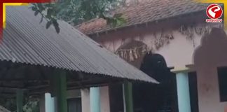 দক্ষিণ ভারতের মন্দিরের আদলে মণ্ডপ, ৭৫ বছরে অরবিন্দনগর জাগ্রত সংঘের দুর্গাপুজো