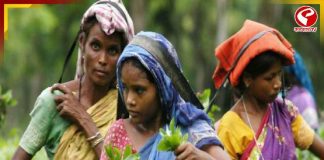 বন্ধ চা-বাগানের শ্রমিকদের পুজো-প্যাকেজ, ১৯,৫২৪ জন পাবেন ৫ হাজার টাকা ও অতিরিক্ত ৫০ কেজি চাল